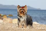 YORKSHIRE TERRIER 315